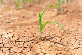 Richieste danni aziendali per la siccità: segnalazioni aperte dal 25 marzo al 18 aprile