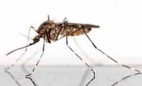 Lotta integrata alle zanzare, con particolare attenzione al contenimento della diffusione dalla zanzara tigre (Aedes albopictus)